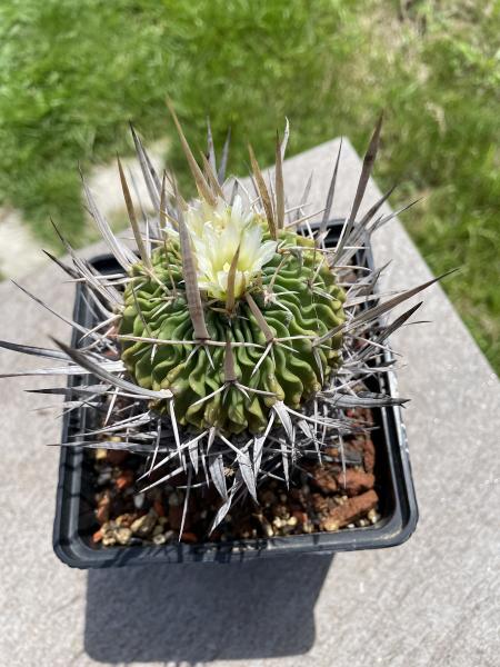 Stenocactus crispatus
